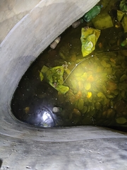 Duttaphrynus melanostictus