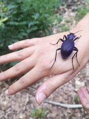 Carabus scabrosus