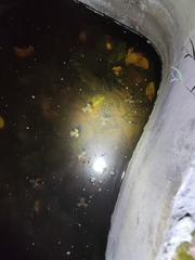 Euphlyctis cyanophlyctis