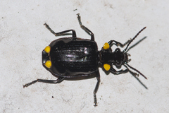 Physodera dejeani