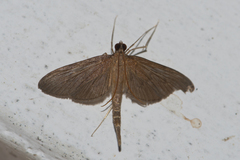 Hymenoptychis sordida