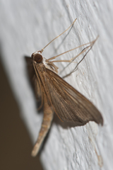 Hymenoptychis sordida