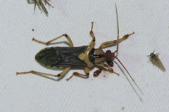 Lestomerus sanctus