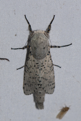 Polyphagozerra coffeae