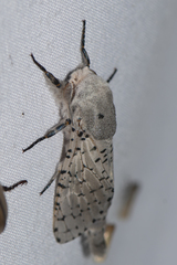 Polyphagozerra coffeae