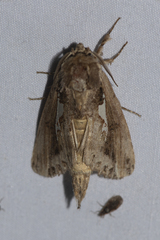 Spatalia sikkima