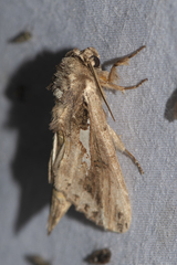 Spatalia sikkima