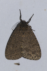 Olepa ricini
