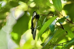 Troides amphrysus