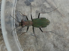 Cylindera germanica