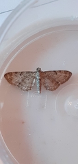 Eupithecia tenuiata