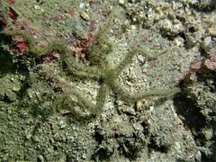 Ophiopteron
