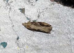 Archips grisea