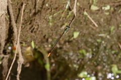 Agriocnemis exsudans