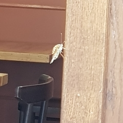 Nymphalidae