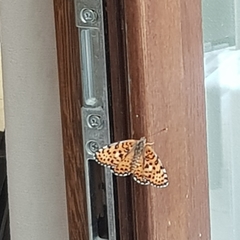 Nymphalidae