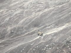 Nilgiritragus hylocrius