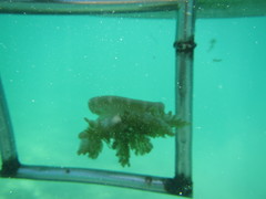 Cassiopea frondosa