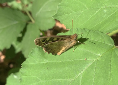 Pararge aegeria