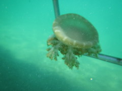 Cassiopea frondosa