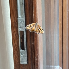 Nymphalidae
