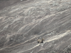 Nilgiritragus hylocrius