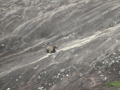 Nilgiritragus hylocrius