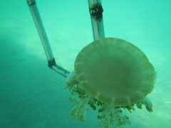 Cassiopea frondosa