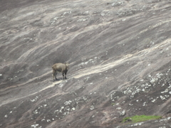 Nilgiritragus hylocrius