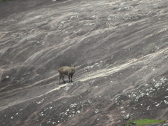 Nilgiritragus hylocrius