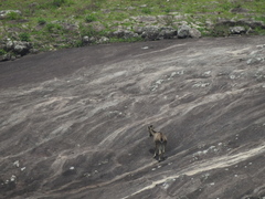 Nilgiritragus hylocrius