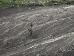 Nilgiritragus hylocrius