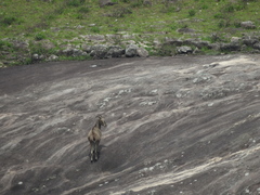 Nilgiritragus hylocrius