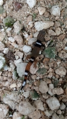 Sphaerodactylus glaucus