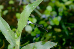 Agriocnemis exsudans