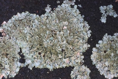 Xanthoparmelia scabrosa