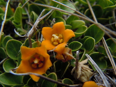 Philibertia lysimachioides