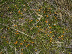 Philibertia lysimachioides