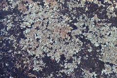 Xanthoparmelia scabrosa