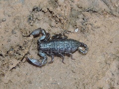 Liocheles