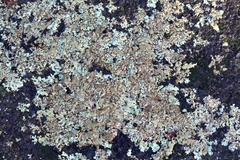 Xanthoparmelia scabrosa