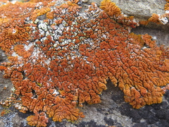 Xanthomendoza trachyphylla