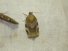 Choristoneura hebenstreitella