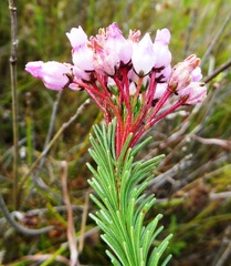 Erica obliqua