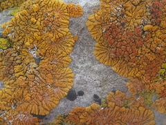 Xanthomendoza trachyphylla