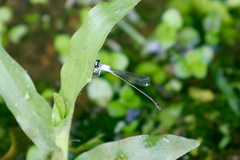 Agriocnemis exsudans