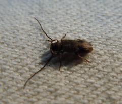 Exocentrus adspersus