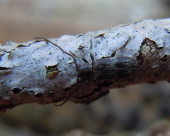 Exocentrus adspersus