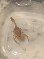 Centruroides sculpturatus