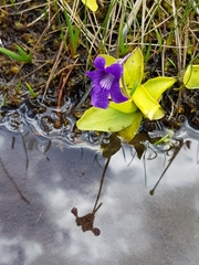 Pinguicula